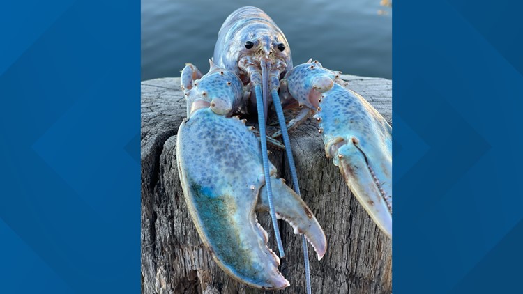 Maine lobsterman catches rare 'cotton candy' lobster