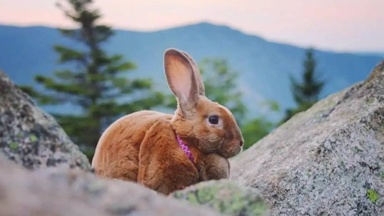 Hiking bunny turning heads on the trail and on TikTok