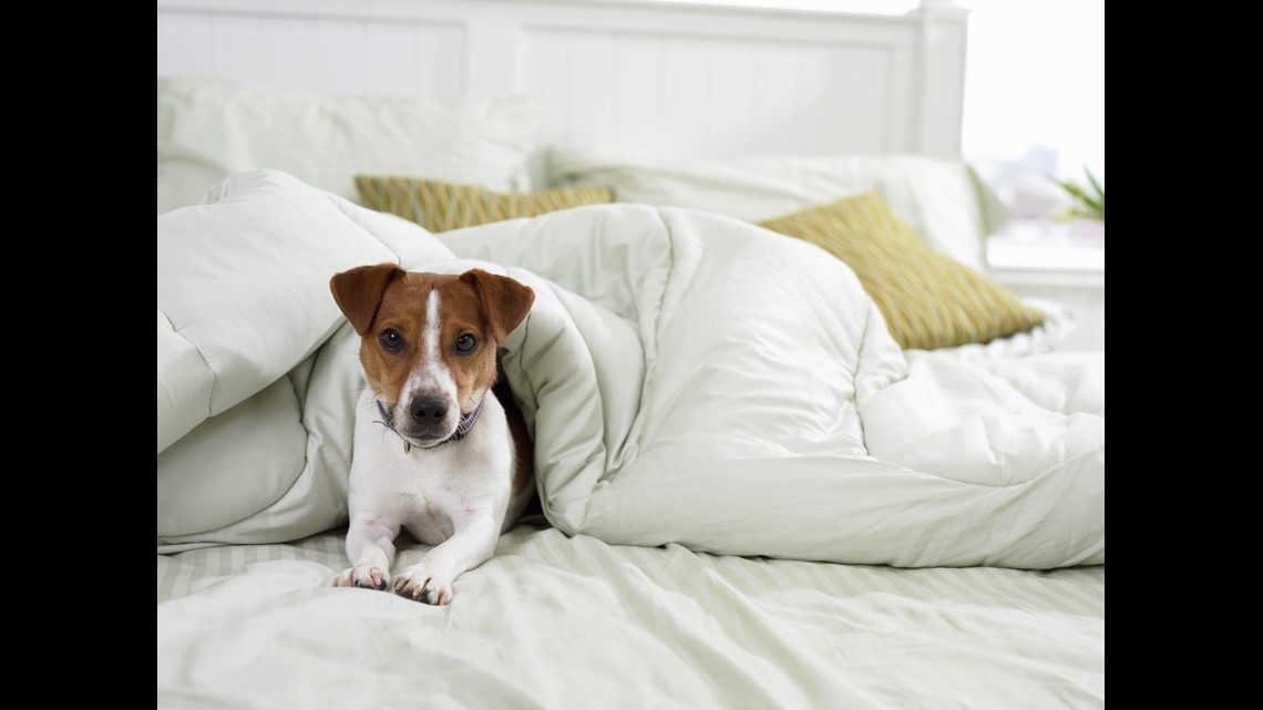 Should pets be allowed in dorm rooms?