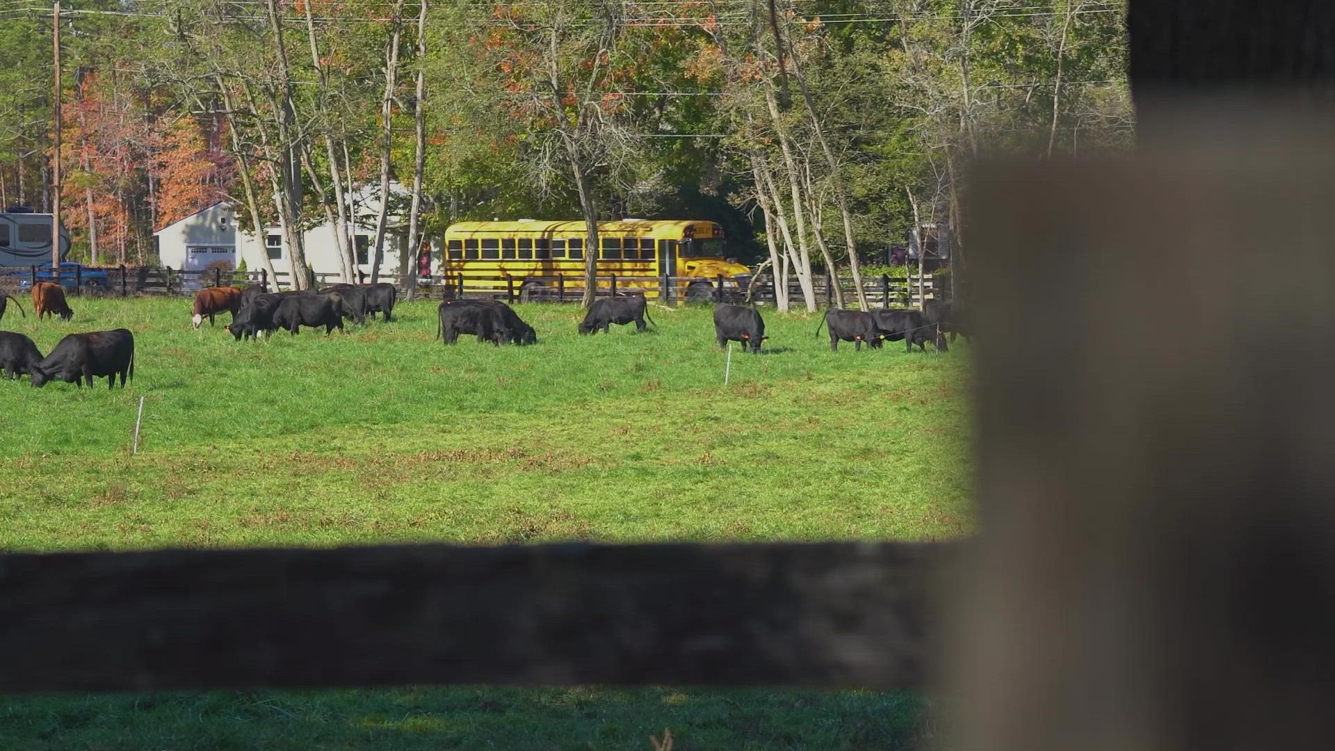 A herd of cattle graze at a farm in St. Mary's County, Maryland, on Monday, November 8, 2021.