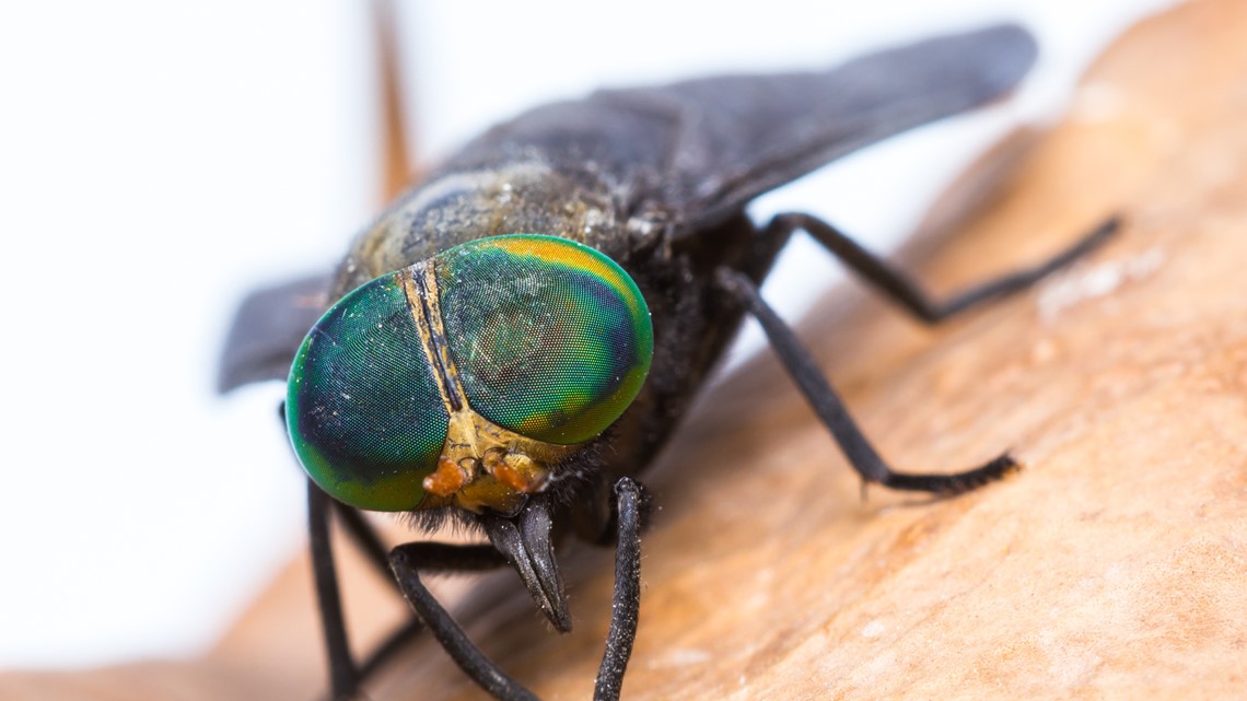 Horse fly bites: VERIFIED prevention tips | 9news.com