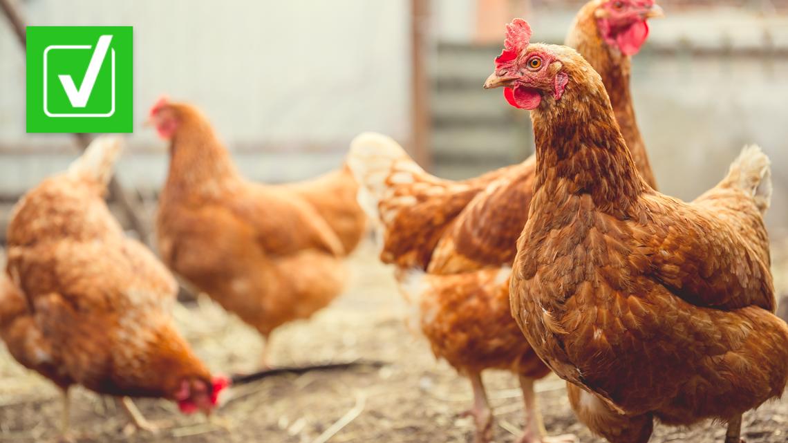 Can humans get bird flu? | 9news.com - Vimarsana News