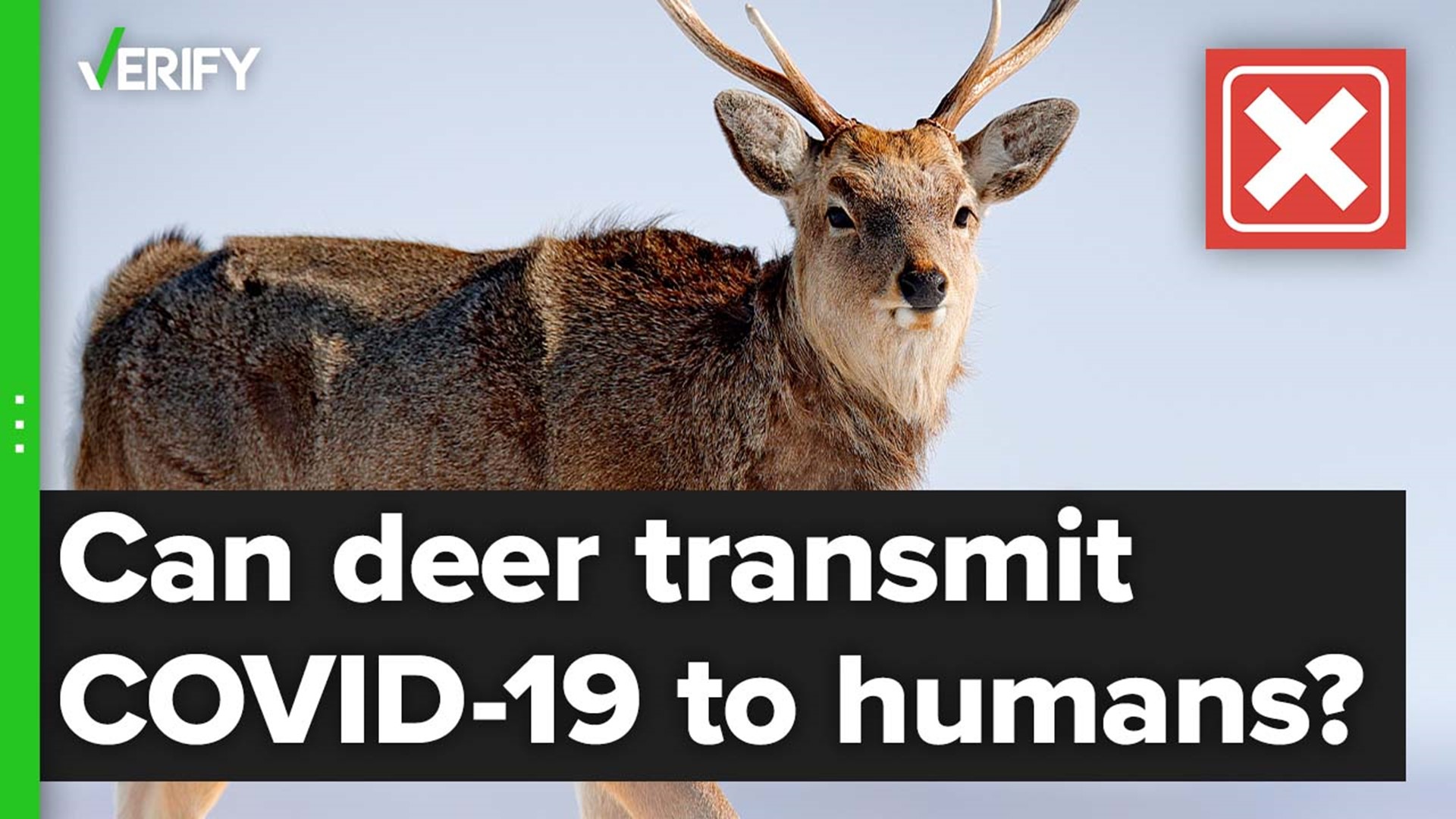 Some health officials suggest hunters wear a mask while handling and cleaning deer carcasses.
