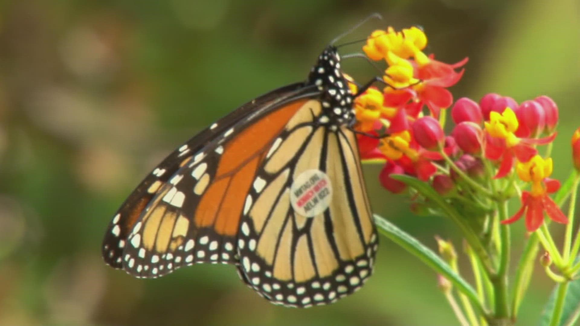 Monarch butterflies arrive in Mexico on annual migration