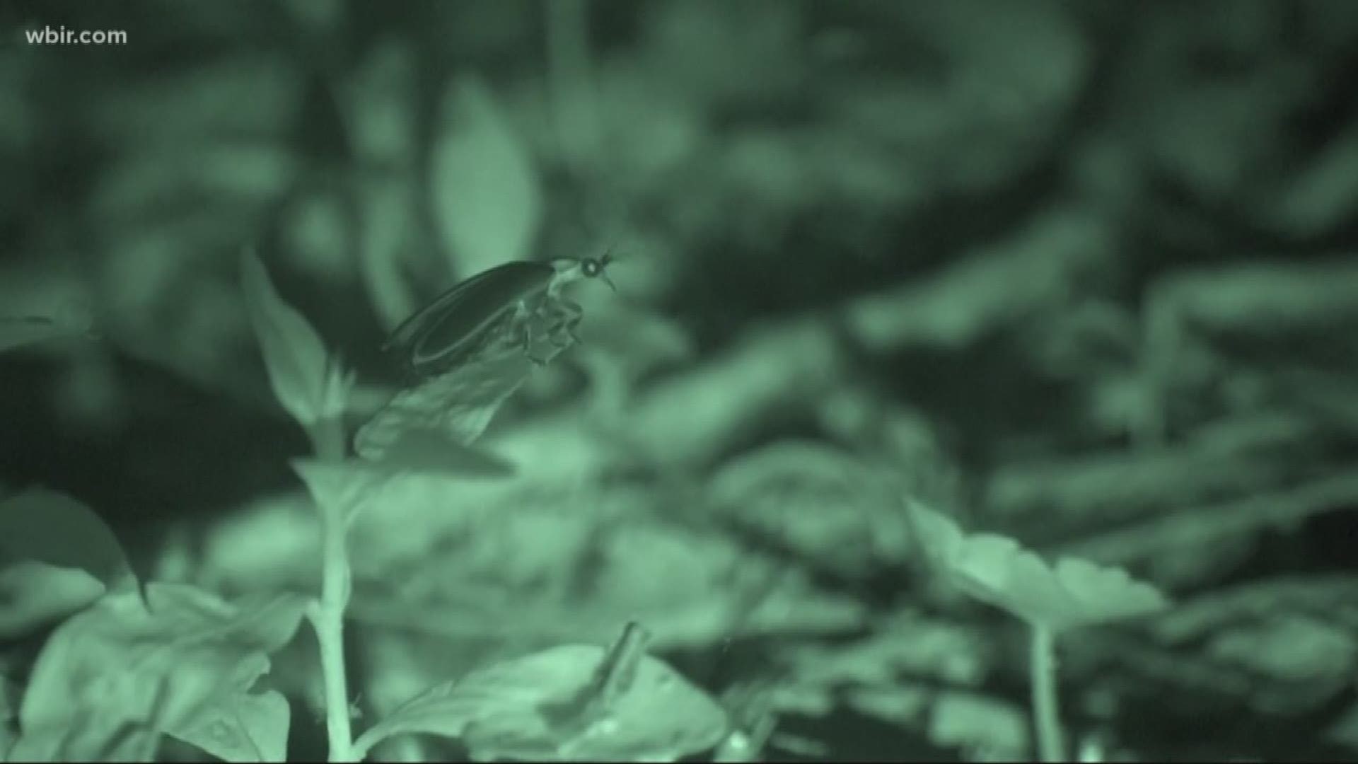 Jun. 4, 2018: The peak for synchronous fireflies can change each year from the middle of May to the end of June. Predicting when to schedule the annual viewing in the Great Smoky Mountains is based on science and plenty of guess-work.