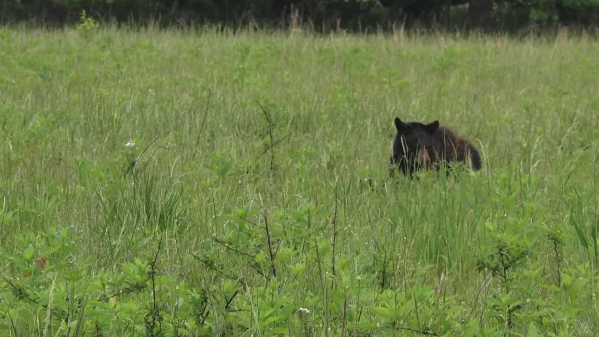 A bear was relocated from the Great Smoky Mountains and traveled across four states. A wildlife biologist said the journey could change bear relocation.