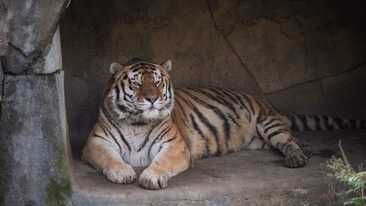 Tiger at Ohio zoo dies after developing pneumonia caused by COVID-19