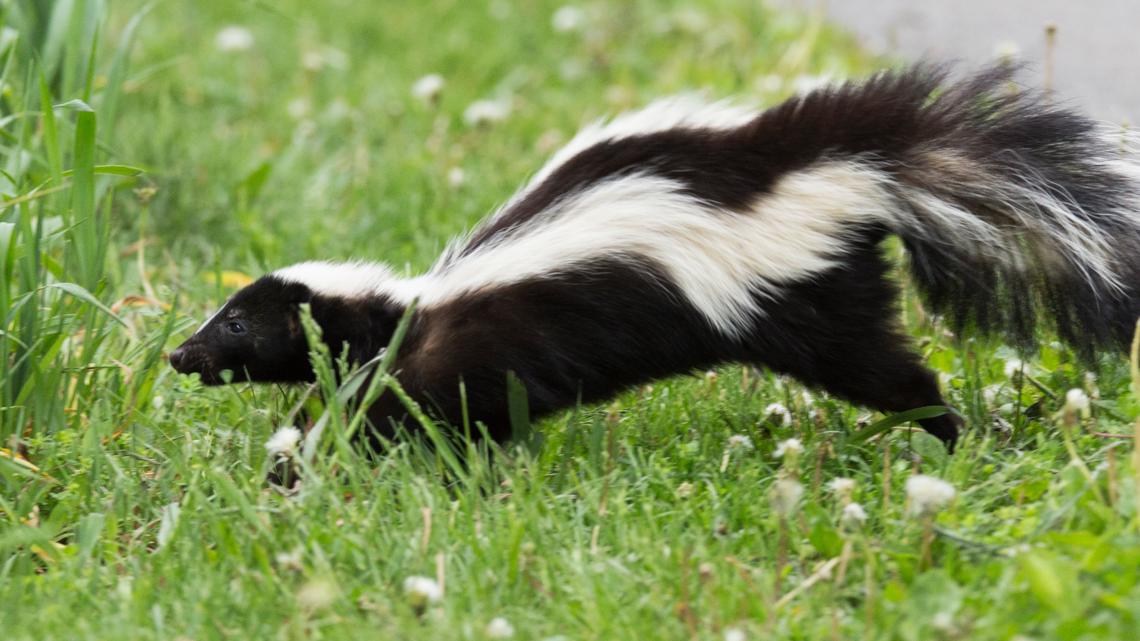 Skunk is Colorado's first rabid animal of the year