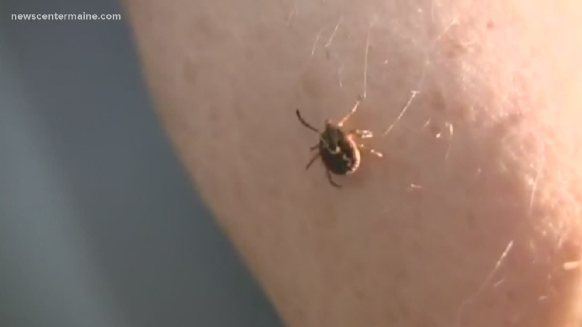 The UMaine Cooperative Extension Tick Lab will test for Lyme Disease, Anaplasmosis, and Babesia. The tests are $15 per tick for Maine residents.