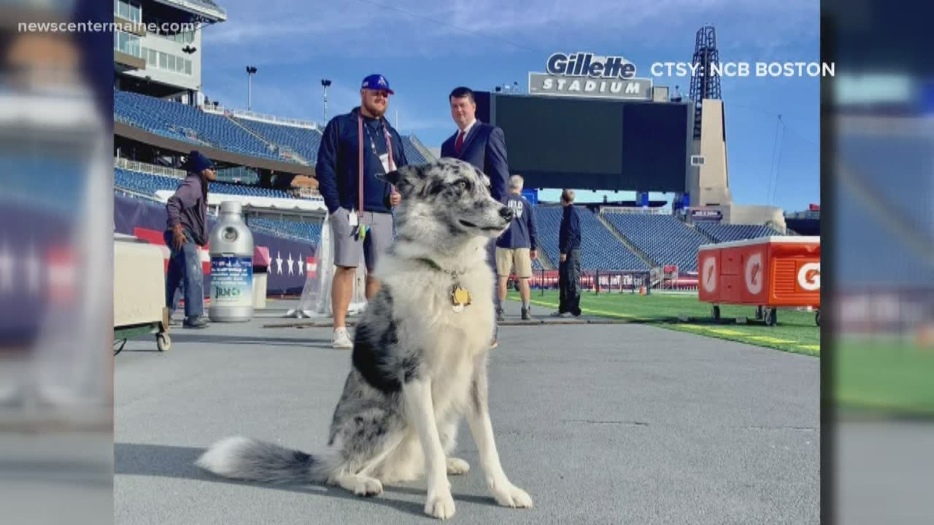 Patriots’ Boyd to chase geese, protect field at Gillette Stadium