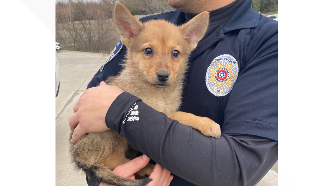 Coyote or dog? We have the DNA results for Dallas pup 'Toast' - Vimarsana News