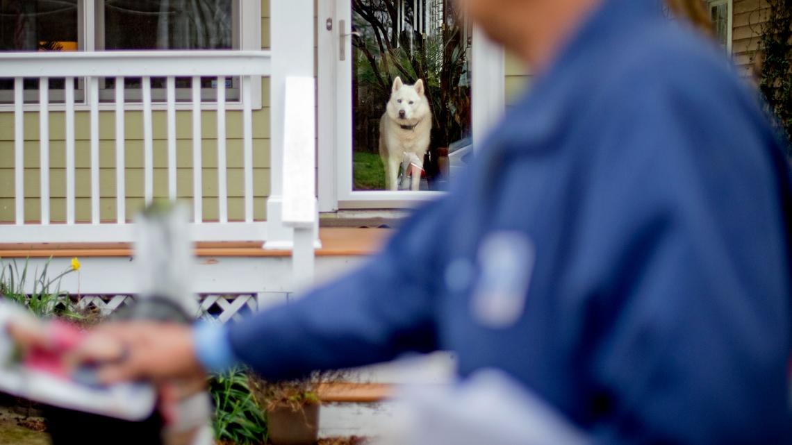 Denver in top 3 for dog attacks on mail workers, USPS says