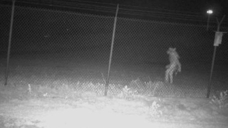 What is it? Zoo captures 'strange image' of an unidentified creature