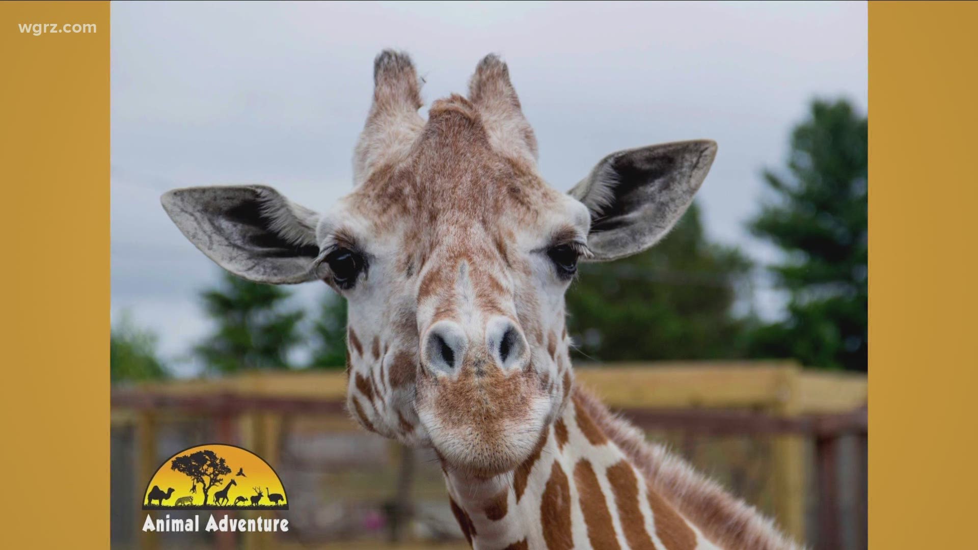 April the Giraffe passes away at age of 20 at Animal Adventure Park