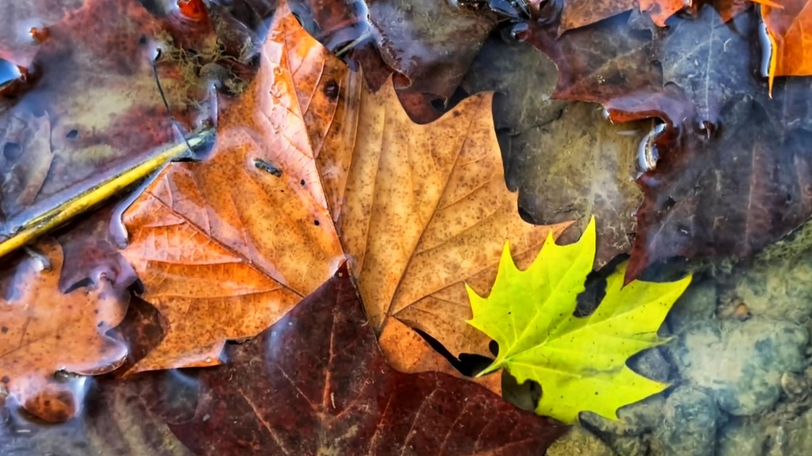 Denver LeafDrop