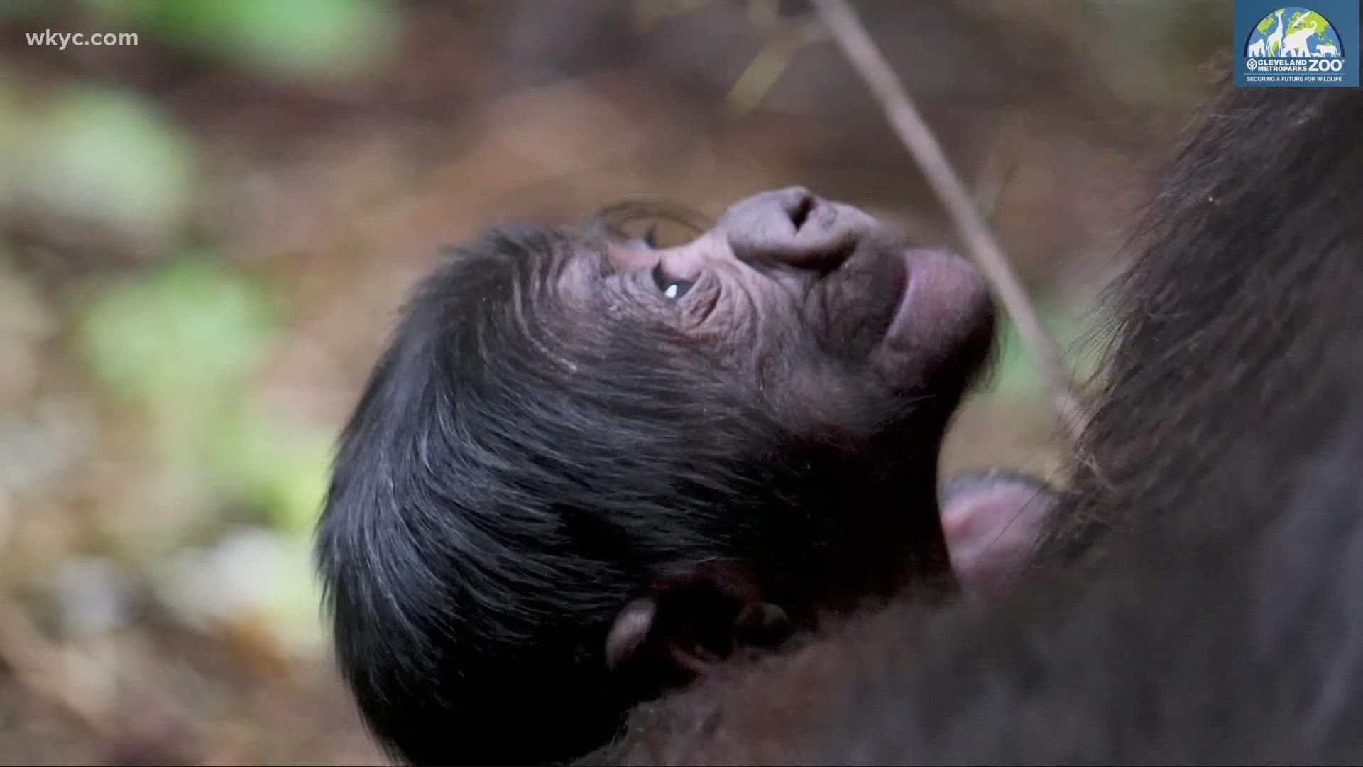 For the first time in their 139-year history, the Cleveland Metroparks Zoo has announced the birth of a male baby gorilla.