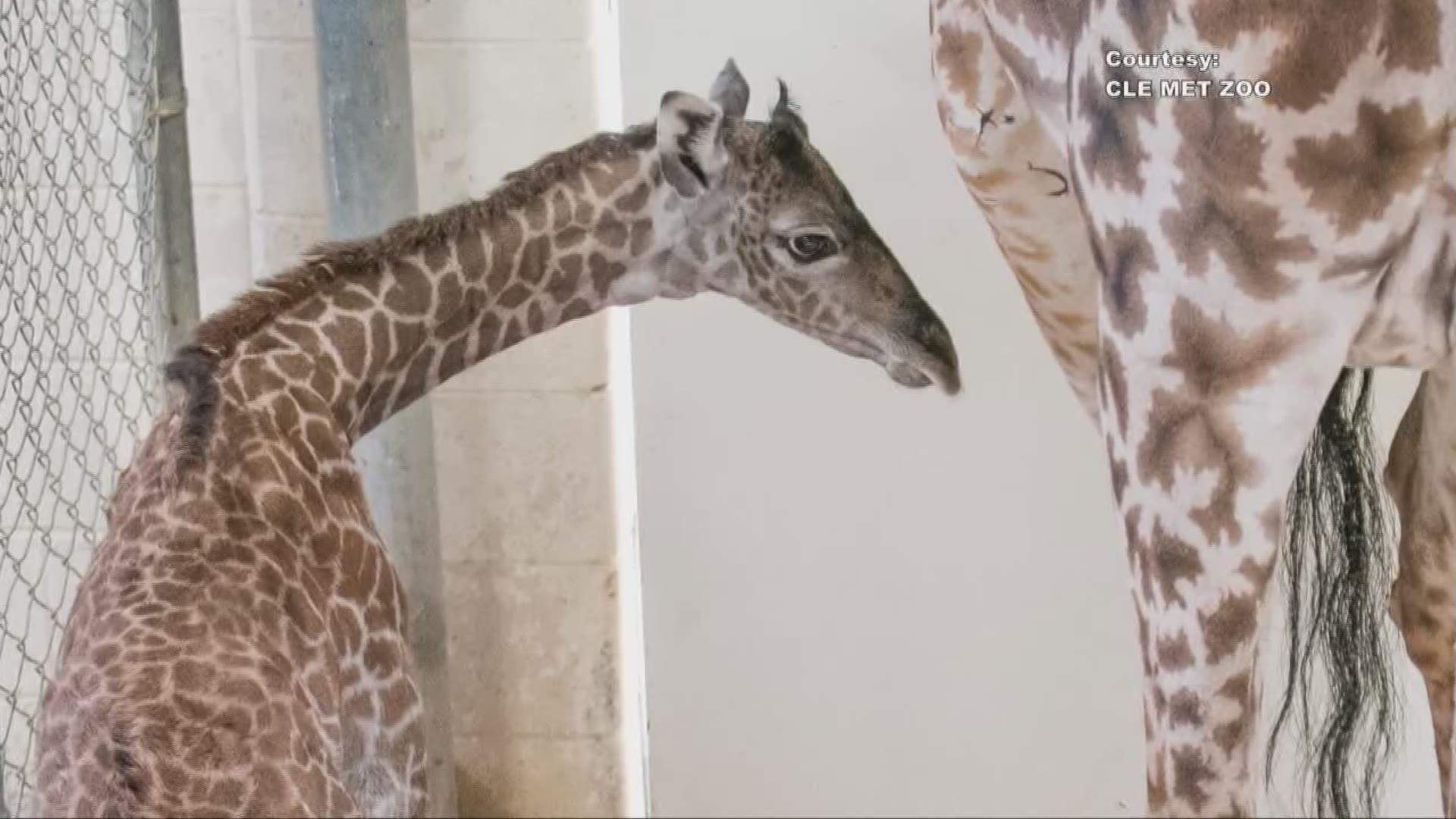 Giraffe gives birth at Cleveland Metroparks Zoo