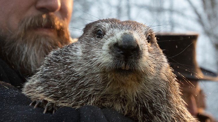 Groundhog Day: How many times has Punxsutawney Phil seen his shadow?