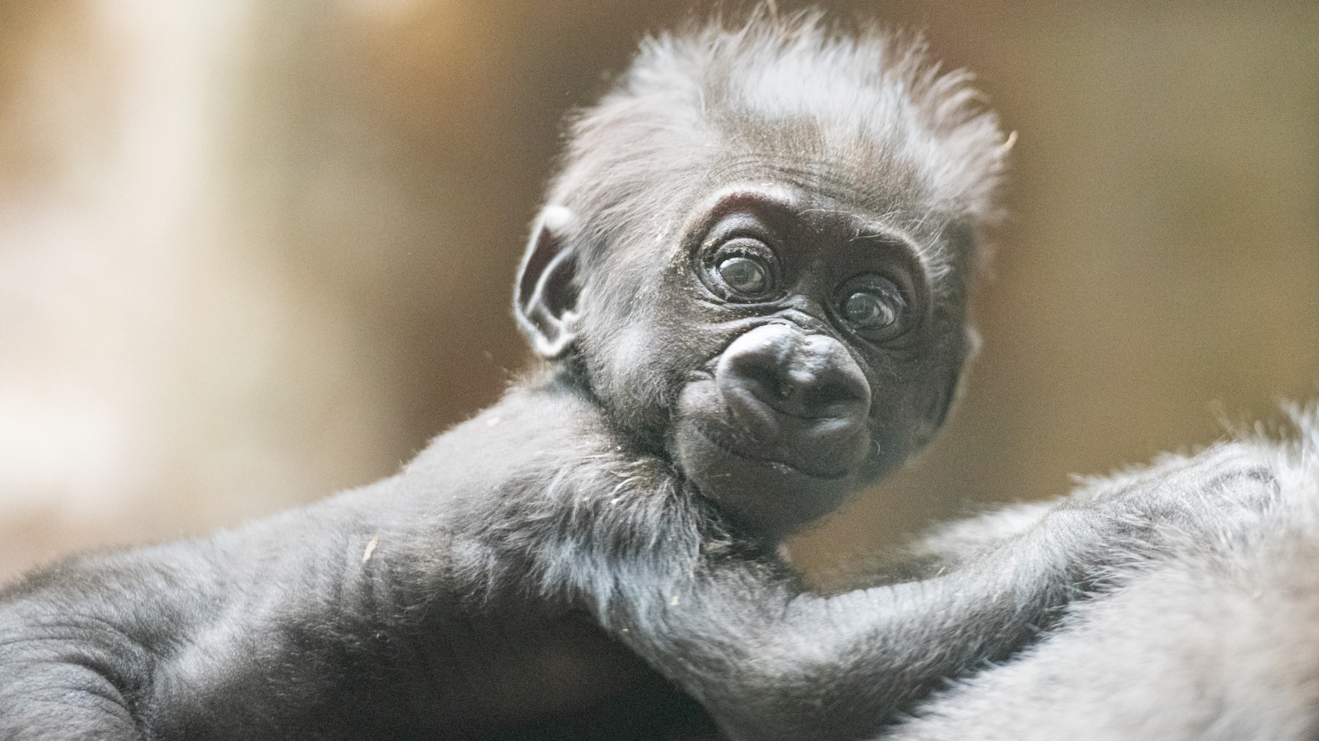 Guests can visit Kayembe and the gorilla troop at the Primate, Cat & Aquatics building daily between 11 a.m. and 3 p.m.