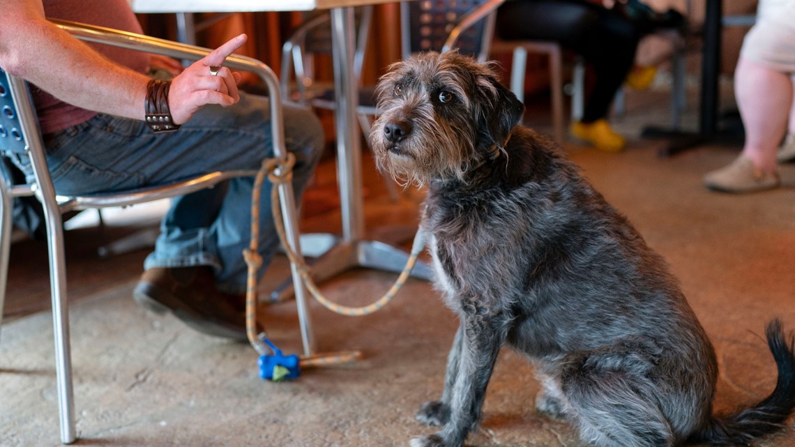 Yelp releases top 100 dog-friendly places to eat in US list | 9news.com