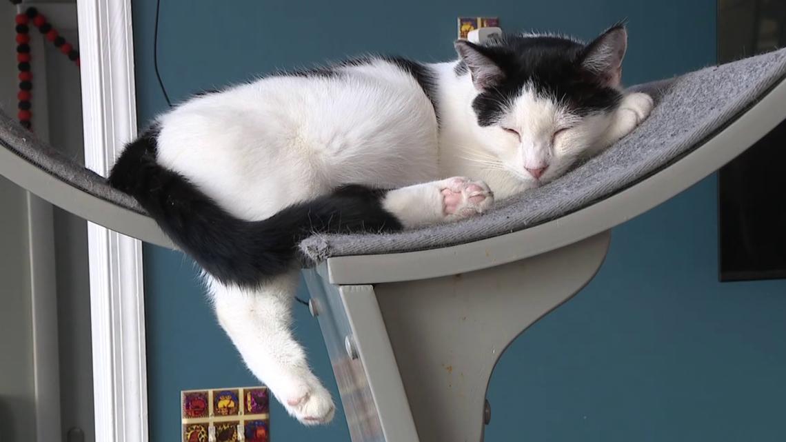 Cat cafe eyes northern Colorado expansion