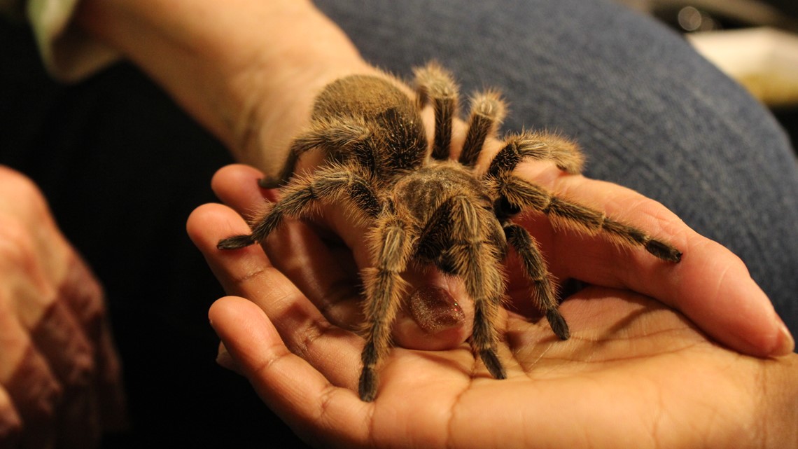 Rosie the Tarantula returns to Butterfly Pavilion in Colorado | 9news.com