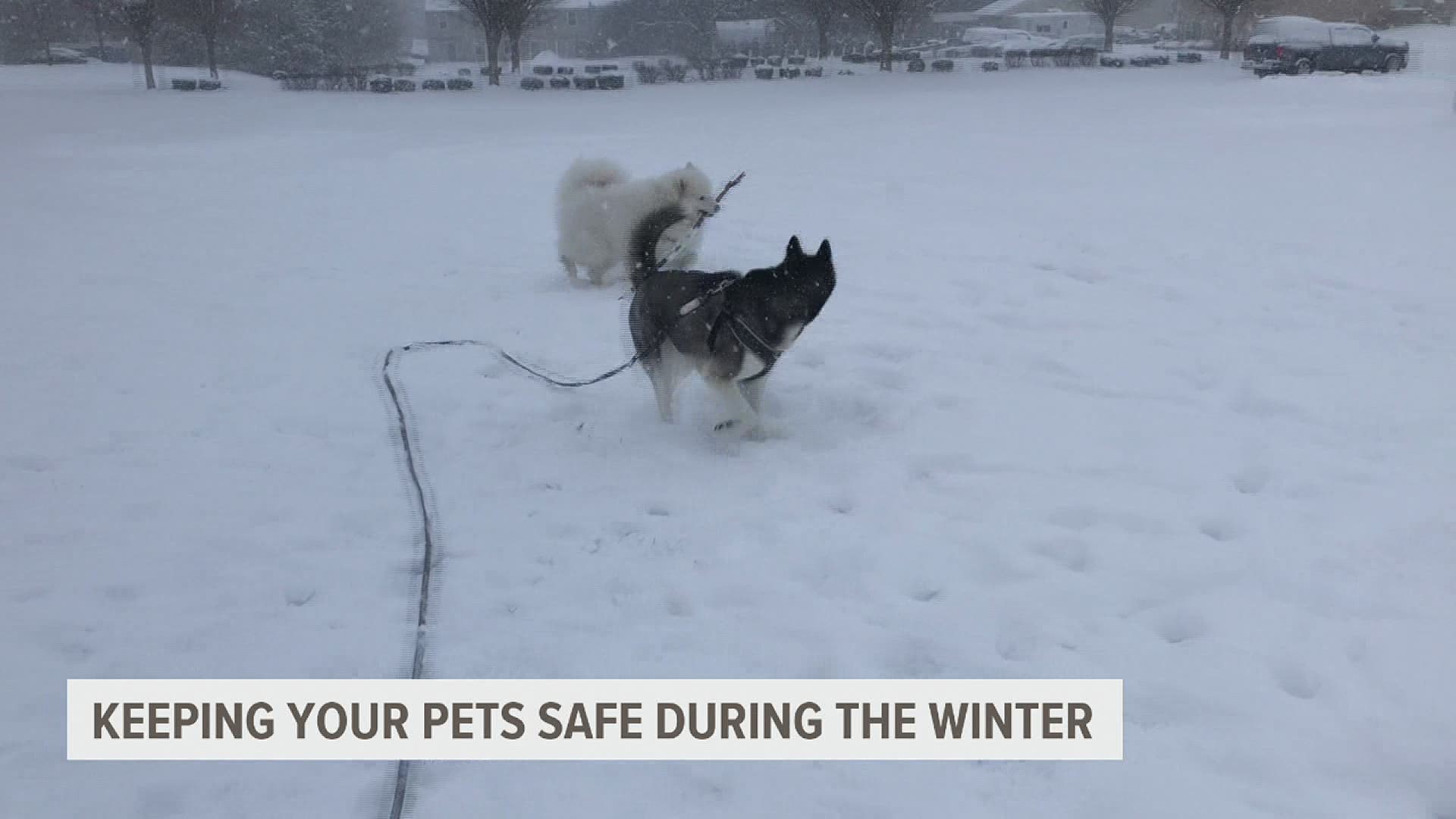 how do i protect my dog from extreme cold