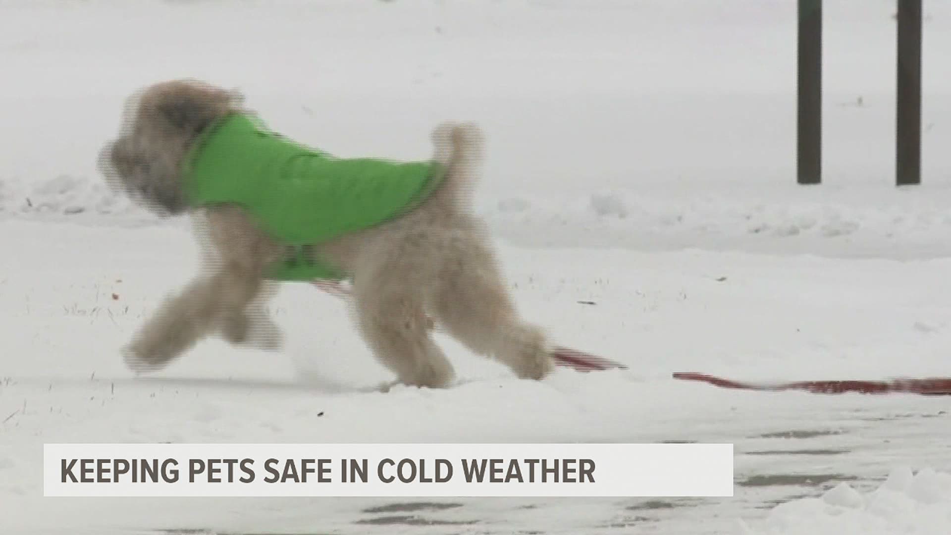 Dr. Bill Lewis from Lincoln Highway Vet Clinic shares tips on keeping our pets safe in the cold Winter months