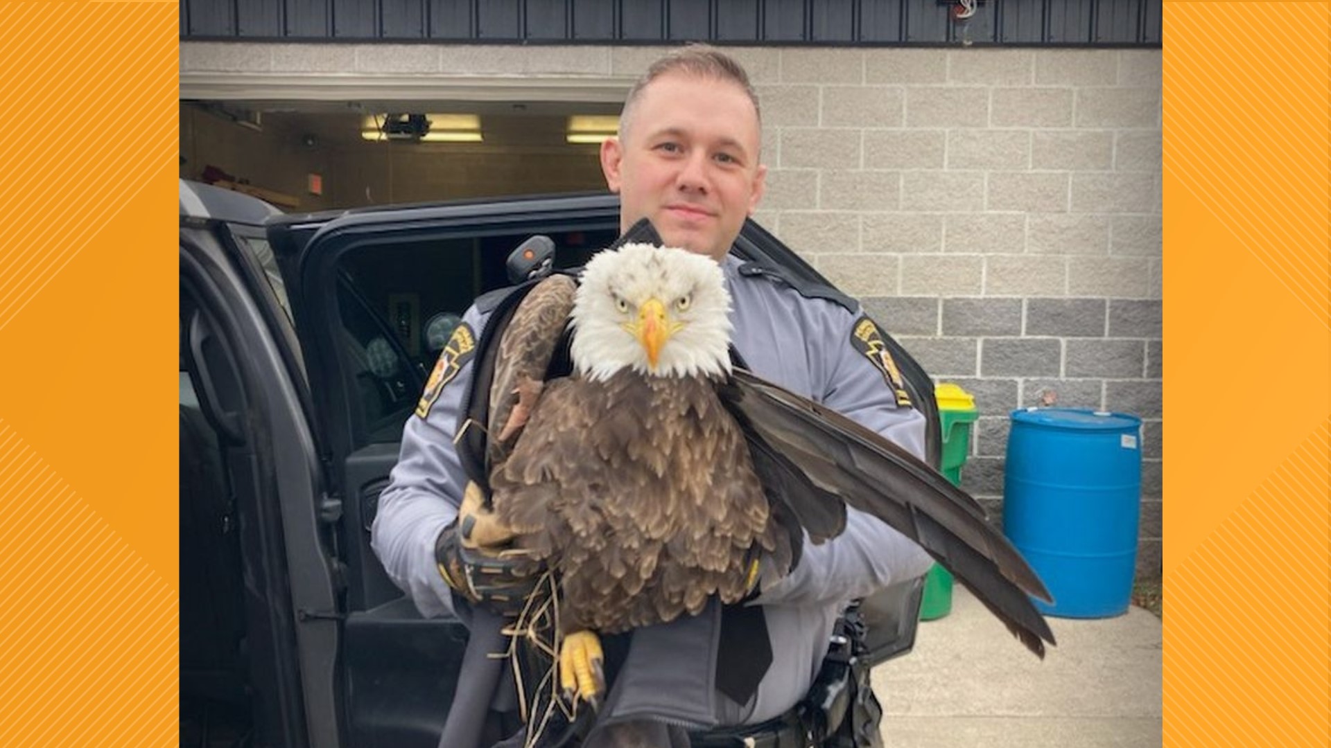 Injured bald eagle rescued in Perry County | 9news.com