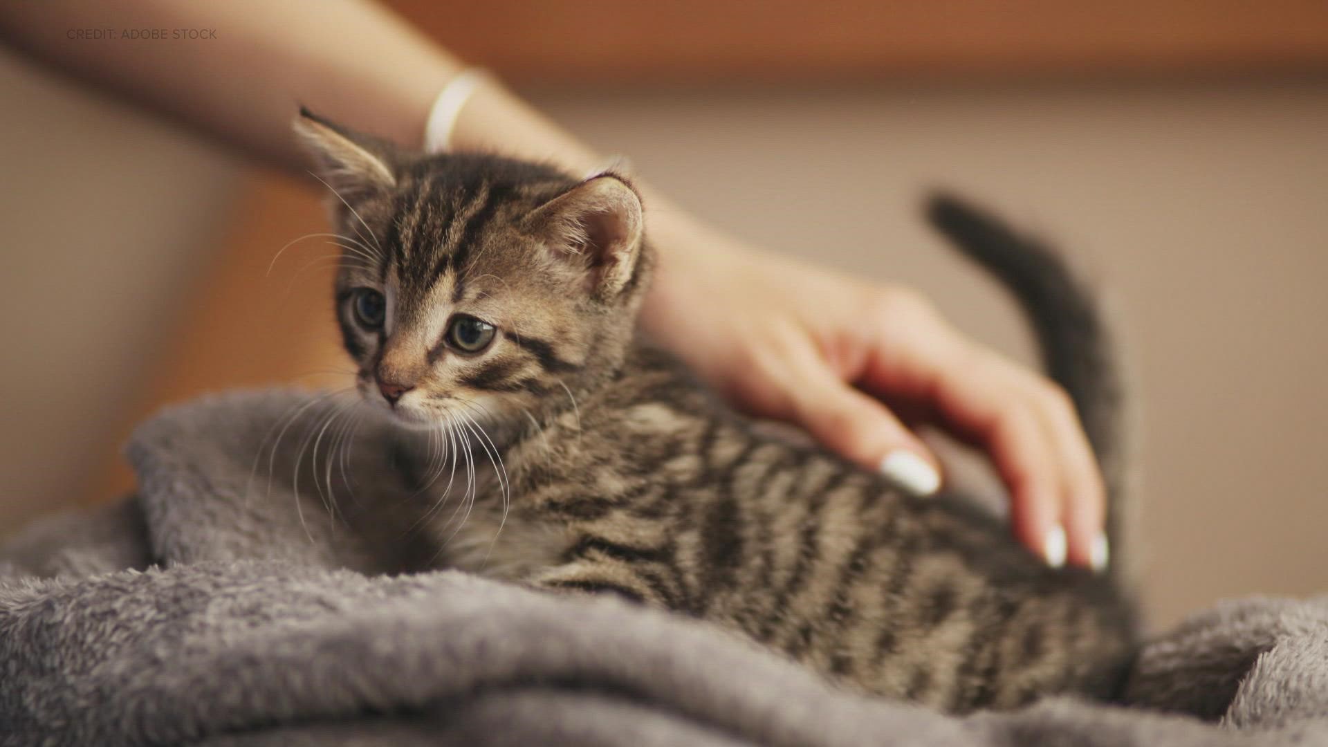 See the pets of the week from Indianapolis Animal Care Services (IACS).