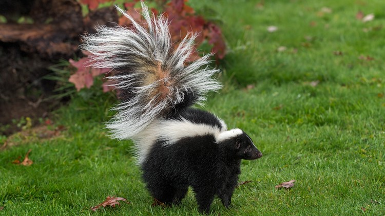 Rabid skunks approach pets in Boulder County
