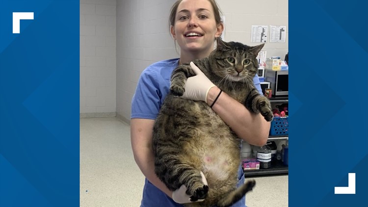 'Roughly the size of a barge': 30-pound cat finds his forever home