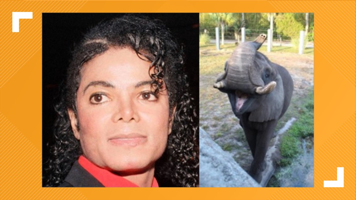 Elephant once owned by Michael Jackson recovering in Jacksonville