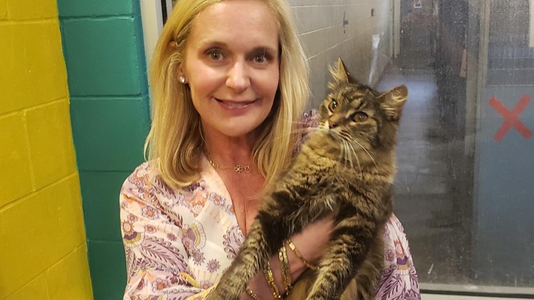 Missing cat reunited with family after 11 years