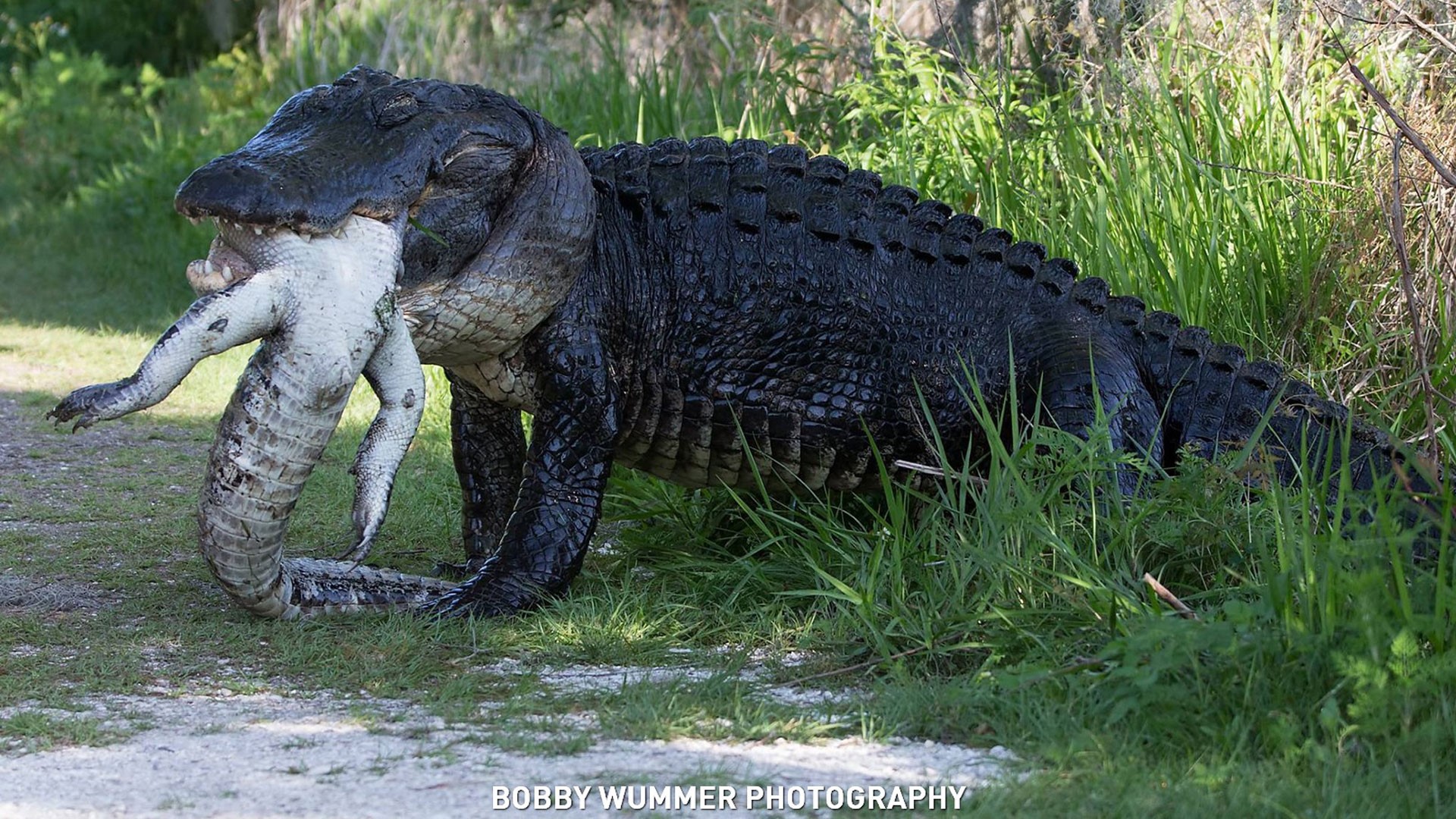 Gator eats another gator in Lakeland