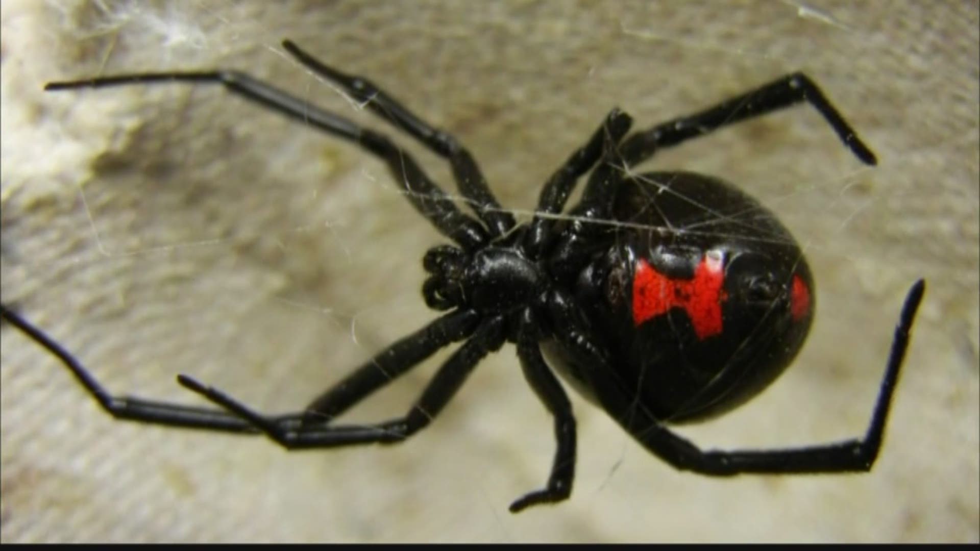 Mom: Black widow spider that was in daughter's jeans did this | 9news.com