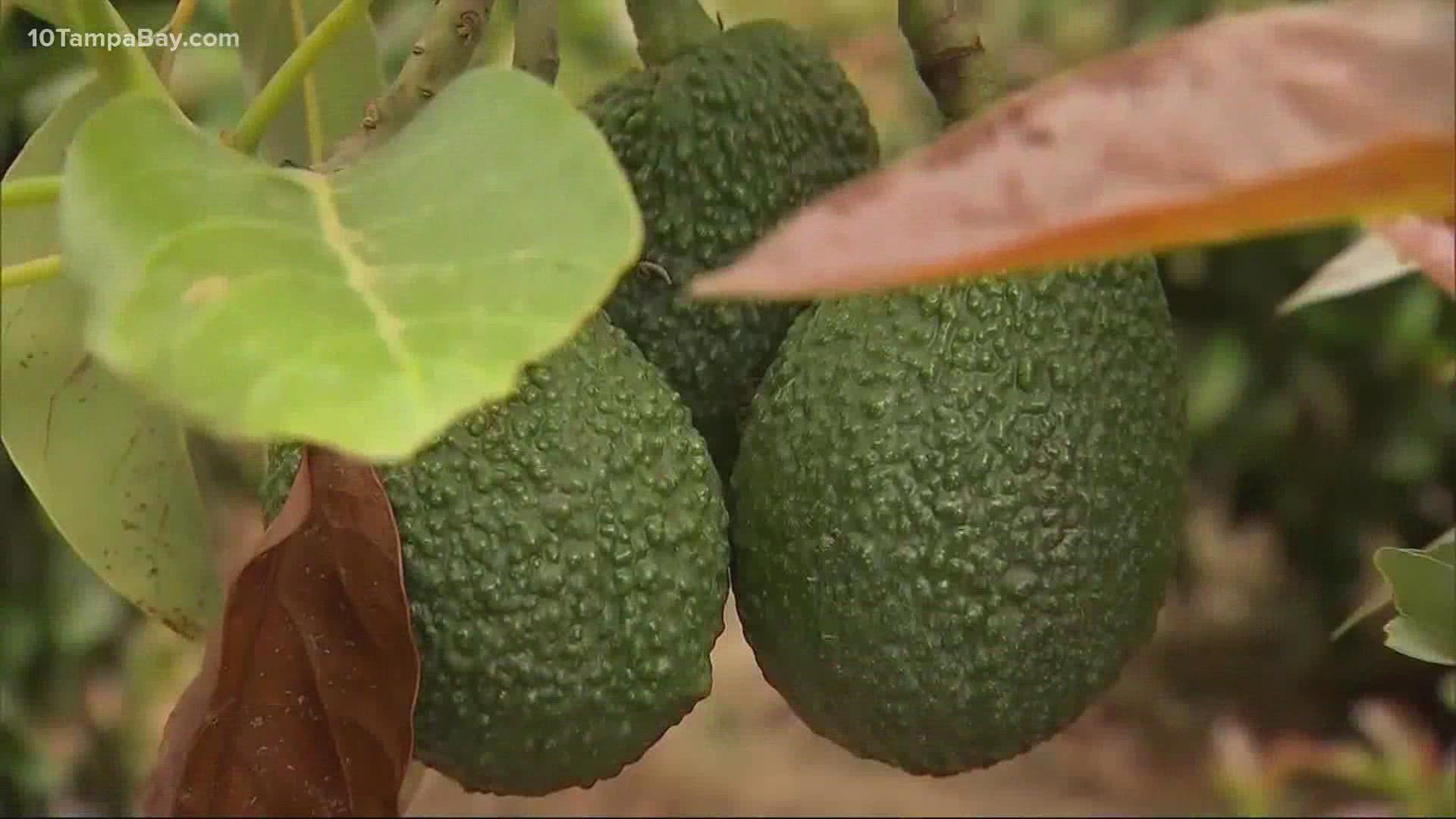 In a case of awkward timing, a Super Bowl commercial advertised "Avocados from Mexico" -- one day after the suspension was confirmed.