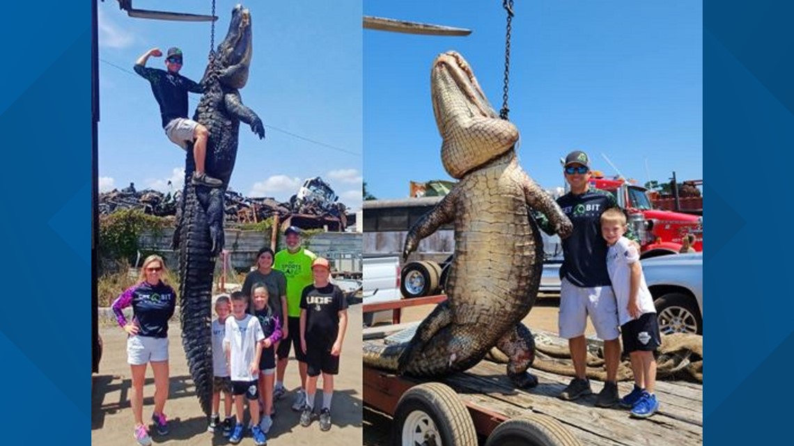 Hunters catch 920-pound gator in Central Florida - Vimarsana News