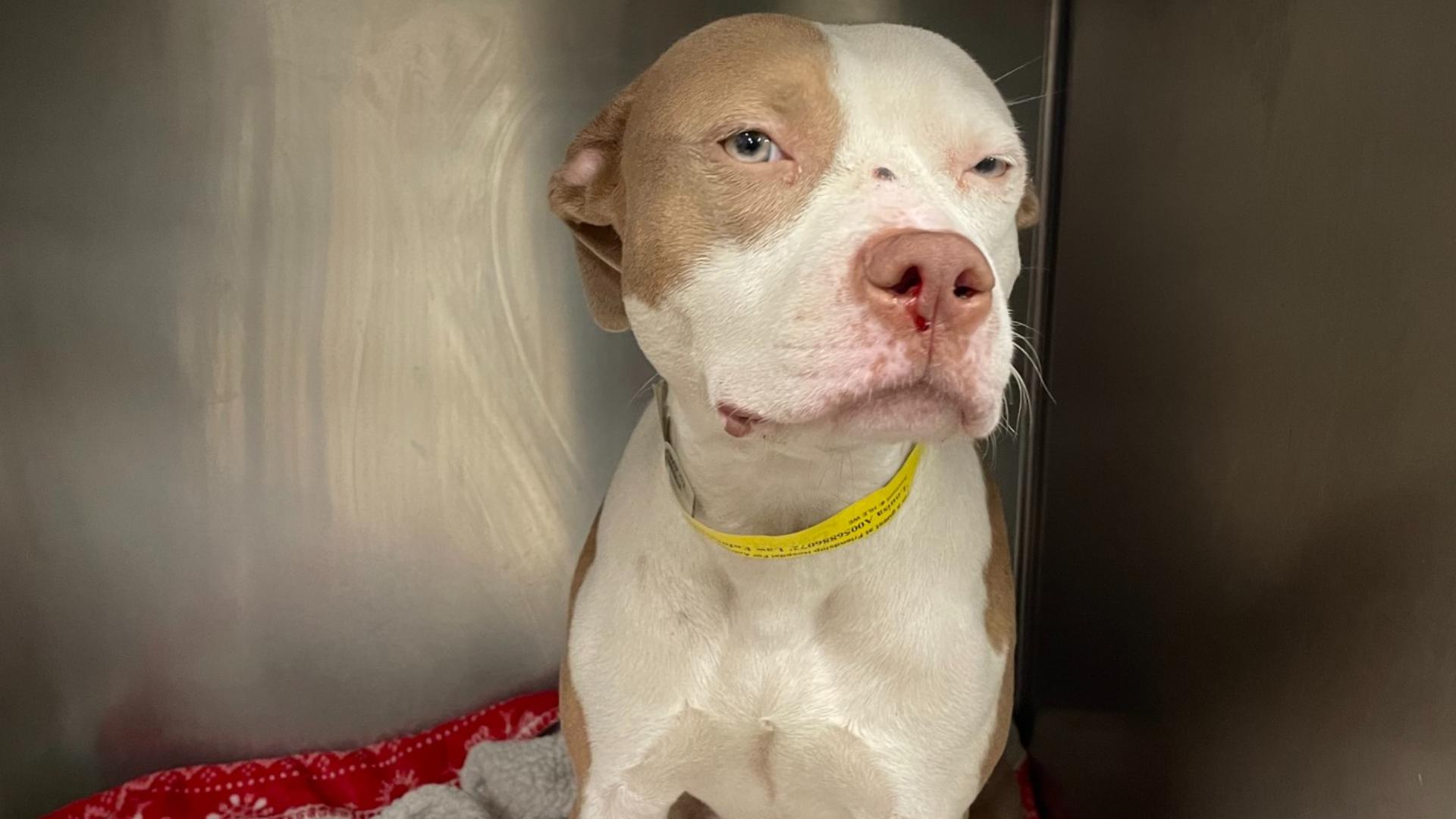 Reward offered: Family dog found shot in the face in DC | 9news.com