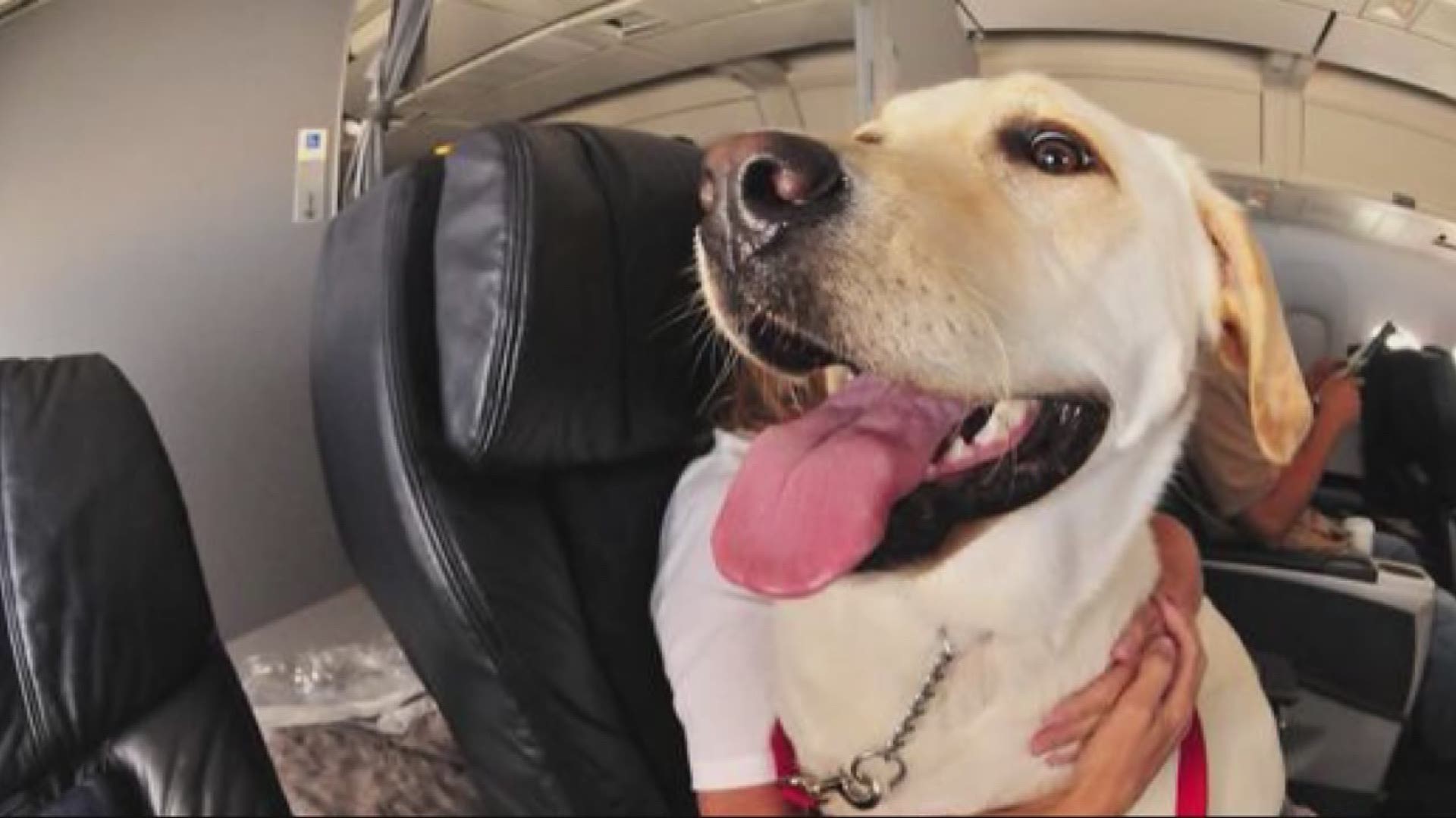 Emotional support animals: Airline passengers abusing the system? 