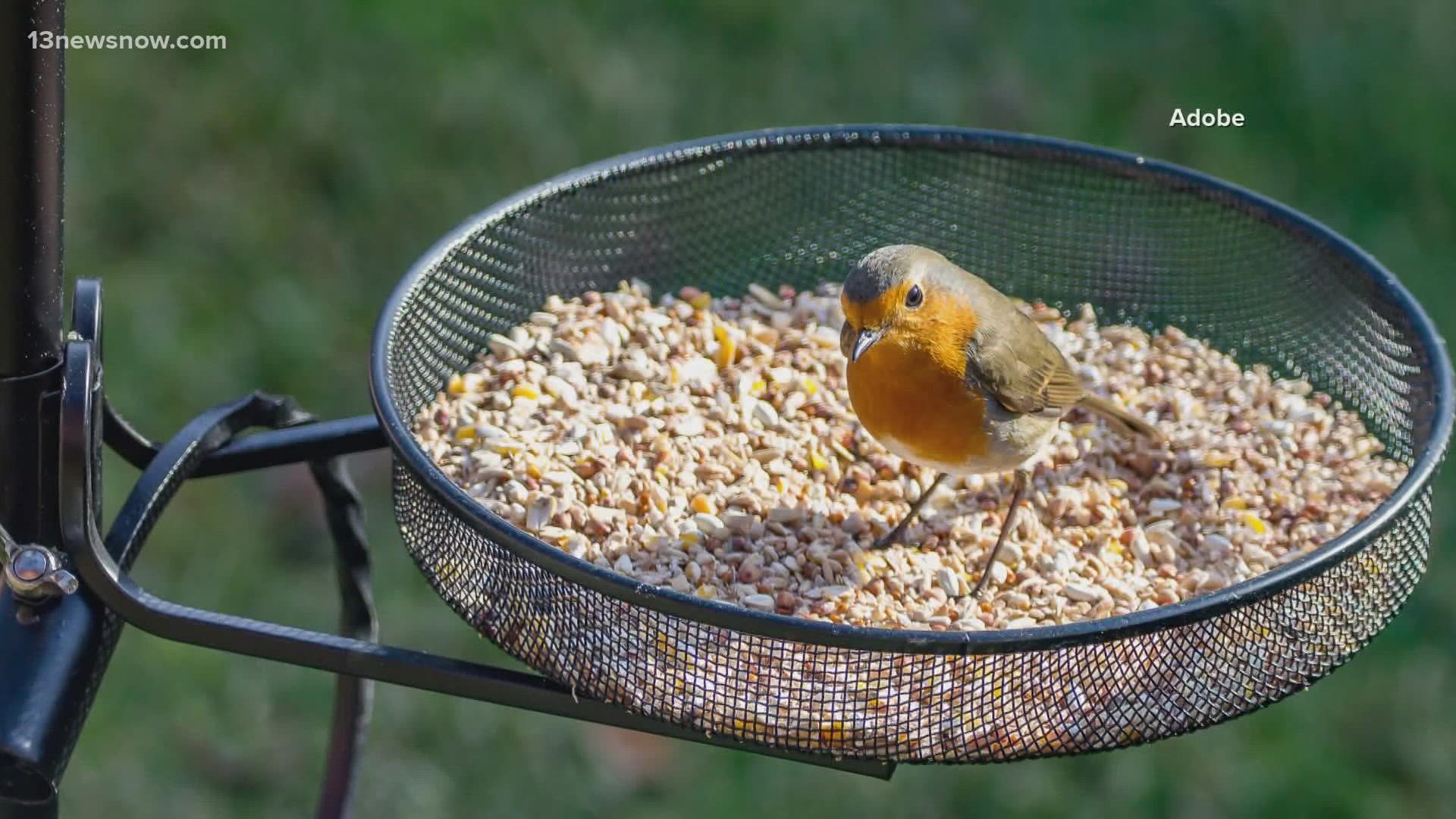 As our VERIFY team found, the CDC said infections only occur when people come into close contact with sick birds.