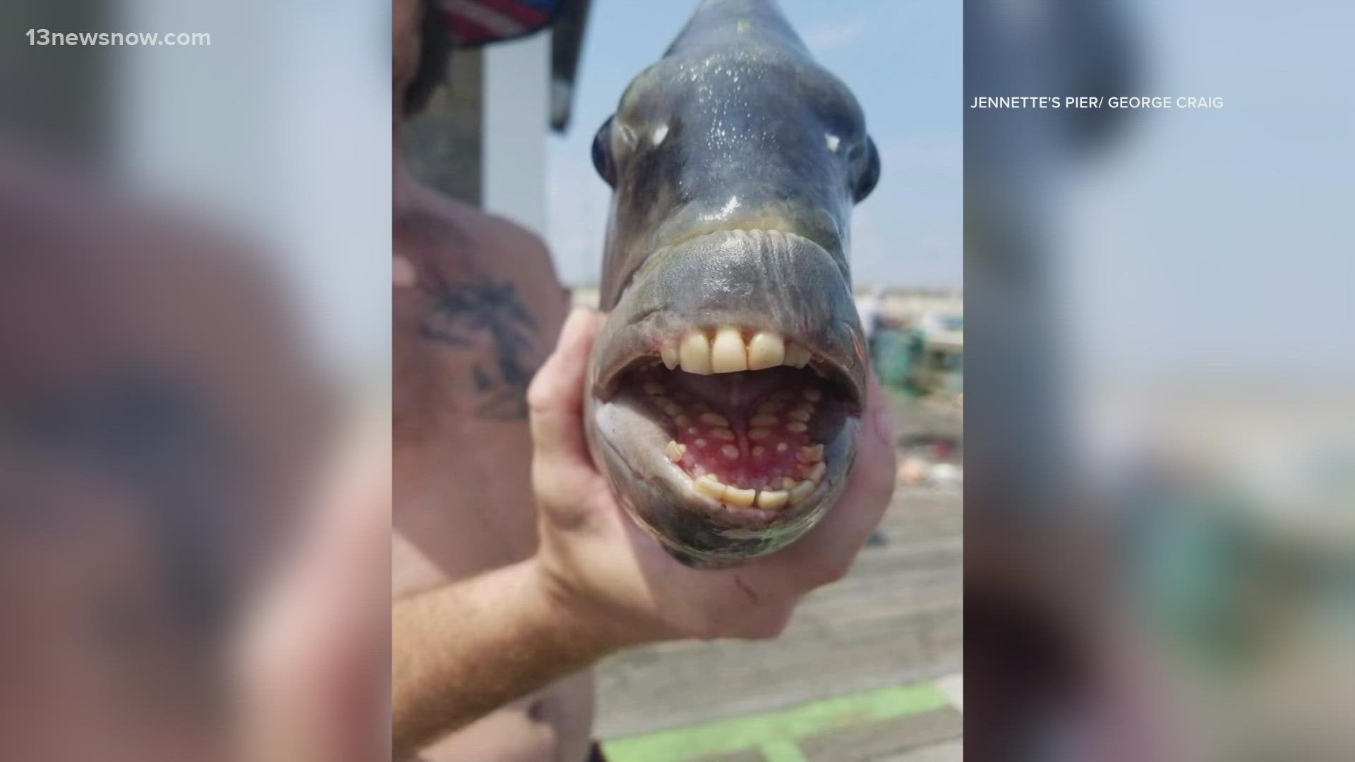 Sheepshead fish caught in Nags Head shows off humanlike teeth