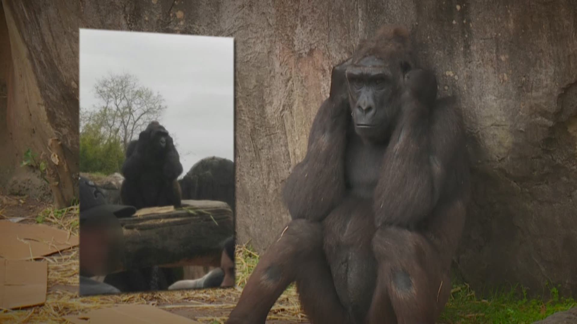 Paul Murphy talks to a pregnant woman who says a gorilla threw a block of wood at her.