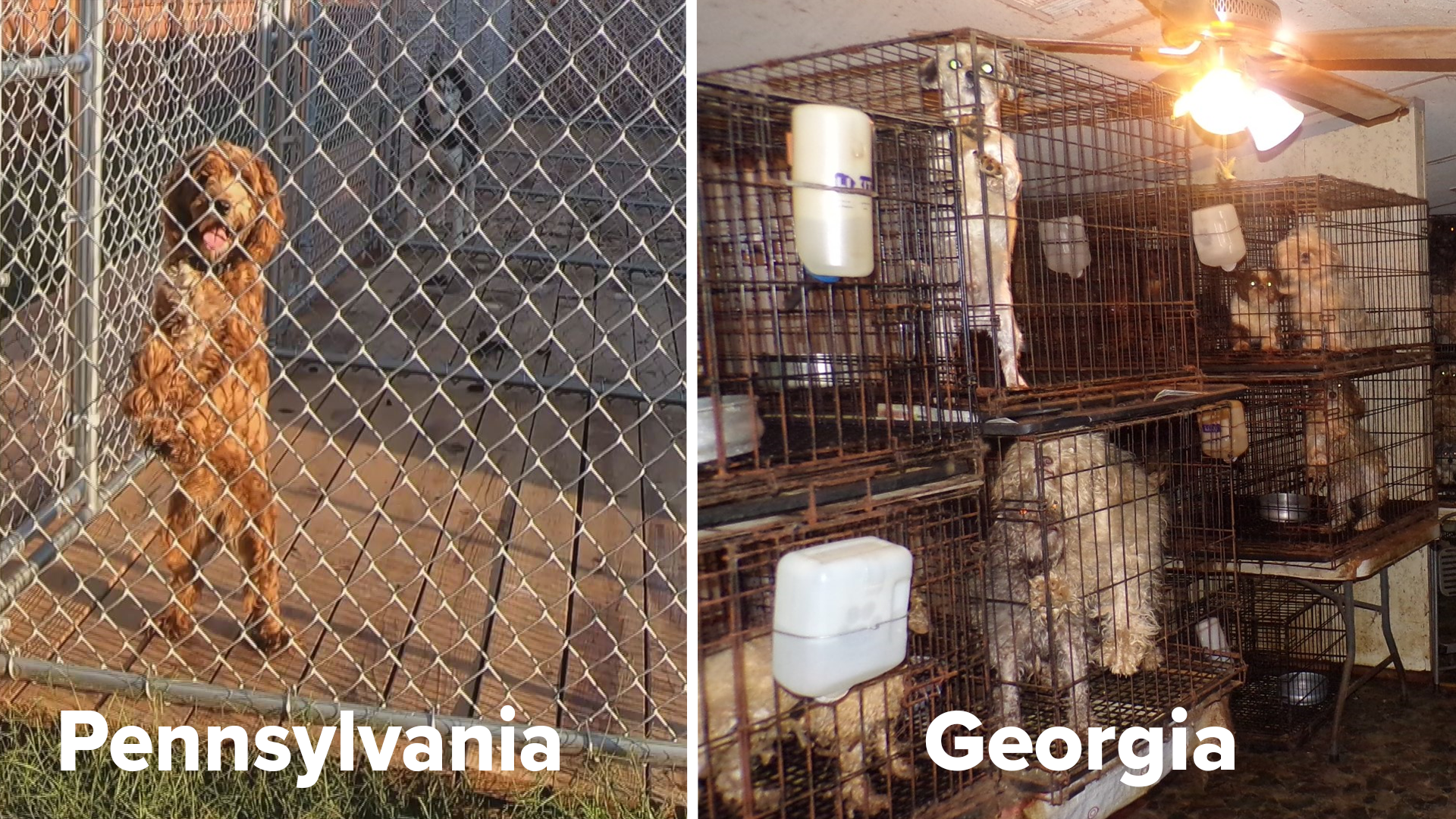 Our investigation took us to the puppy mill capital of the country to see what steps Pa. lawmakers are taking to help protect animals.