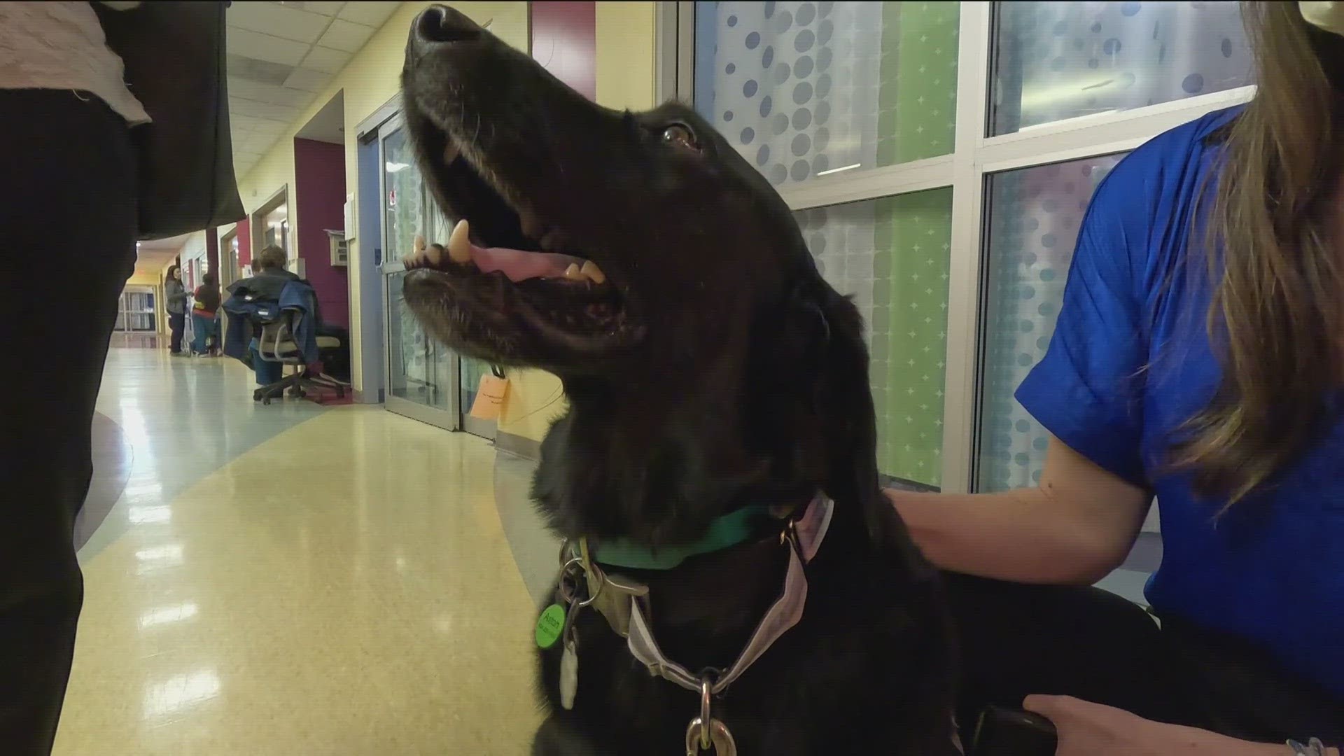 Dog at Children's brings comfort to patients | 9news.com