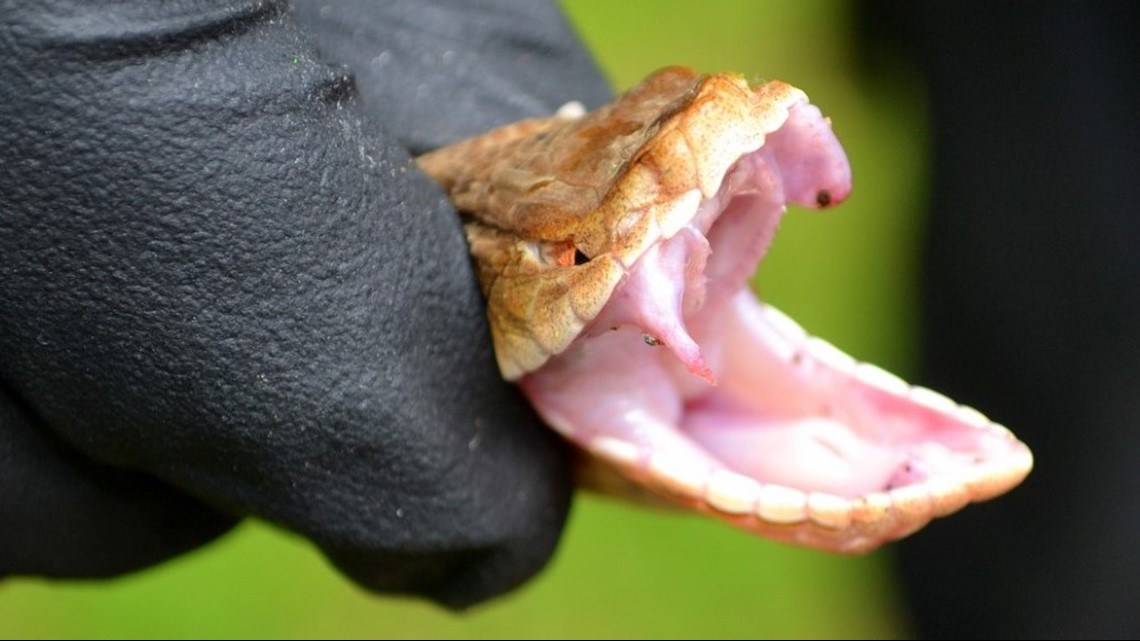 Copperheads are moving in Here's how to protect yourself