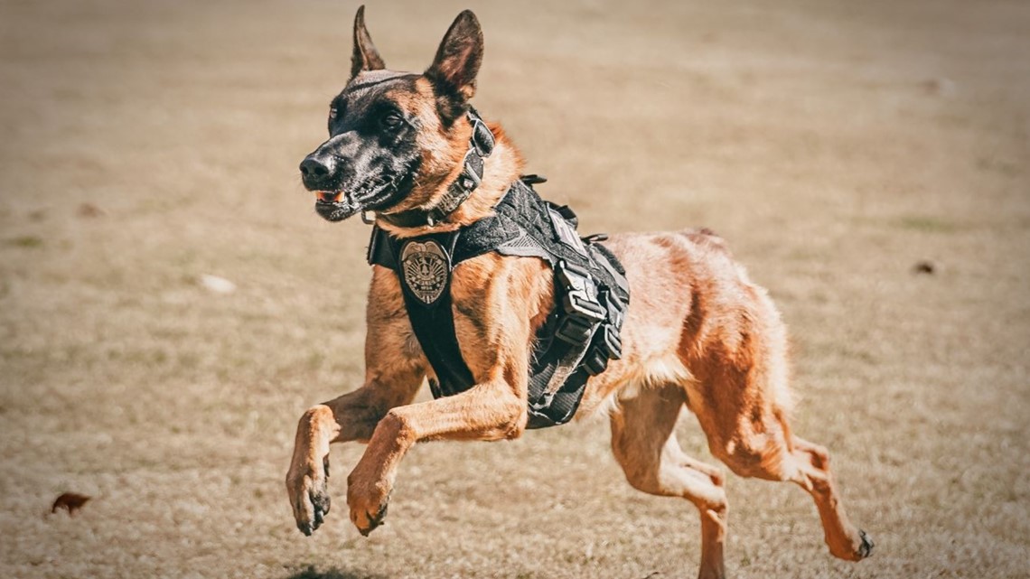 K9 officer chase Cobb Police dies left in hot patrol vehicle - Vimarsana News