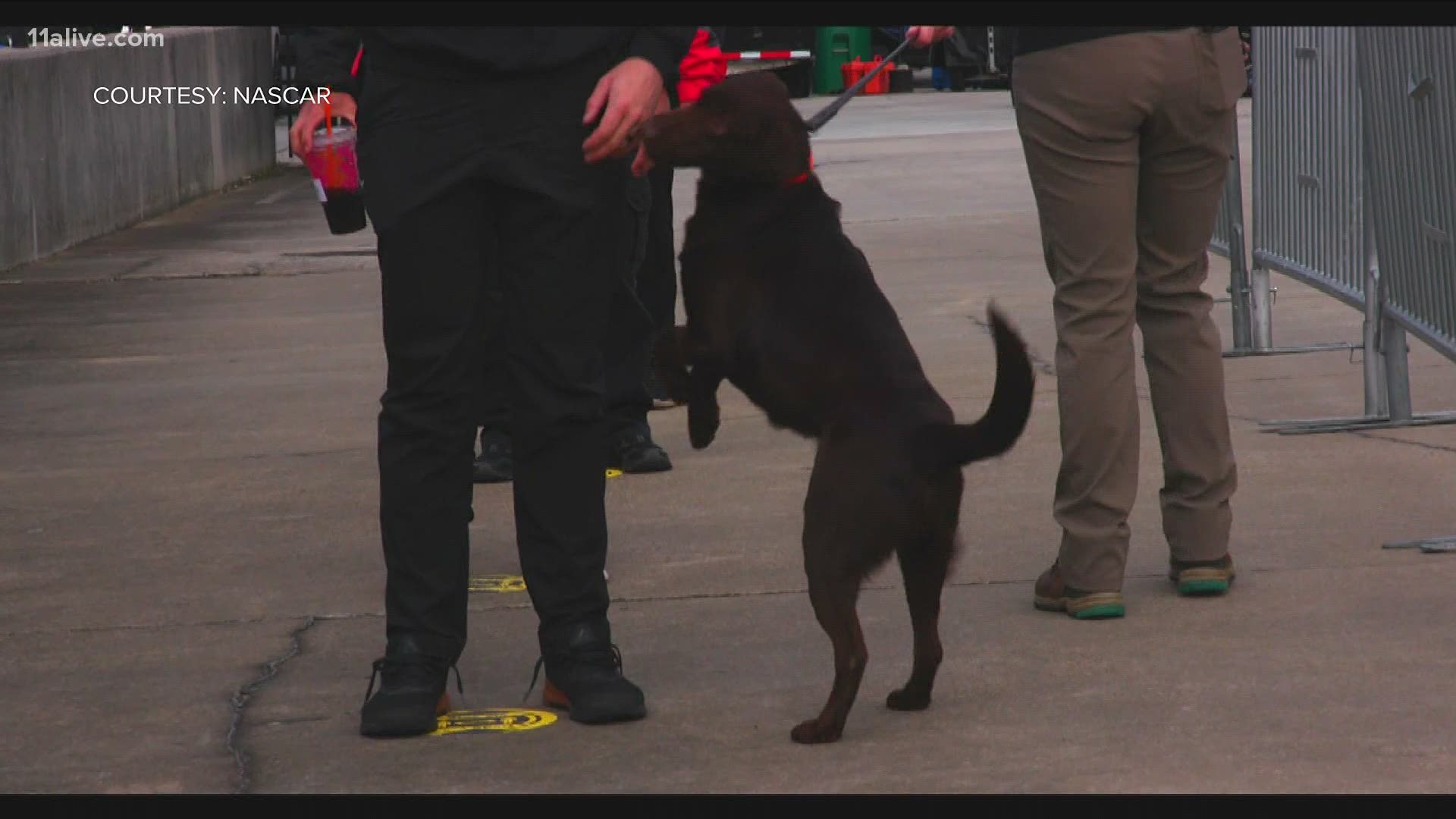 COVID sniffing dogs were tested out on some essential personnel but not regular fans, officials said.