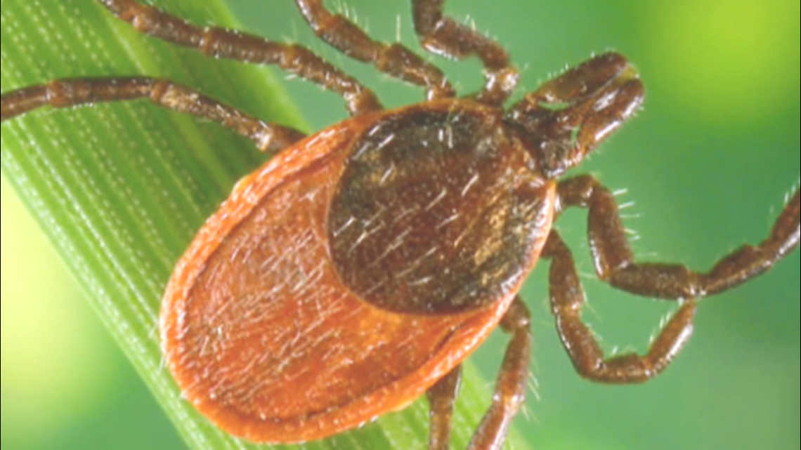 Verify Is there a Lyme disease vaccine for dogs and not people